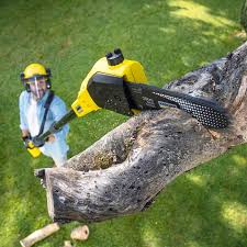 Professional  Tree Services in Perry, OK